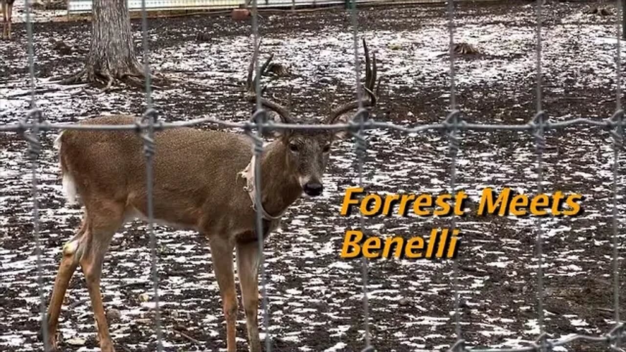 Forrest Meets Benelli plus Heartbreaking News! February 4th