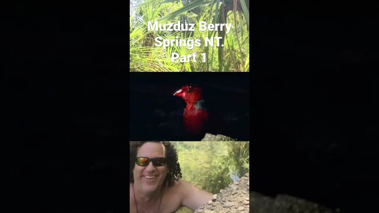 Muzduz Berry Springs Part #1 #australia #nature #relaxing #musician