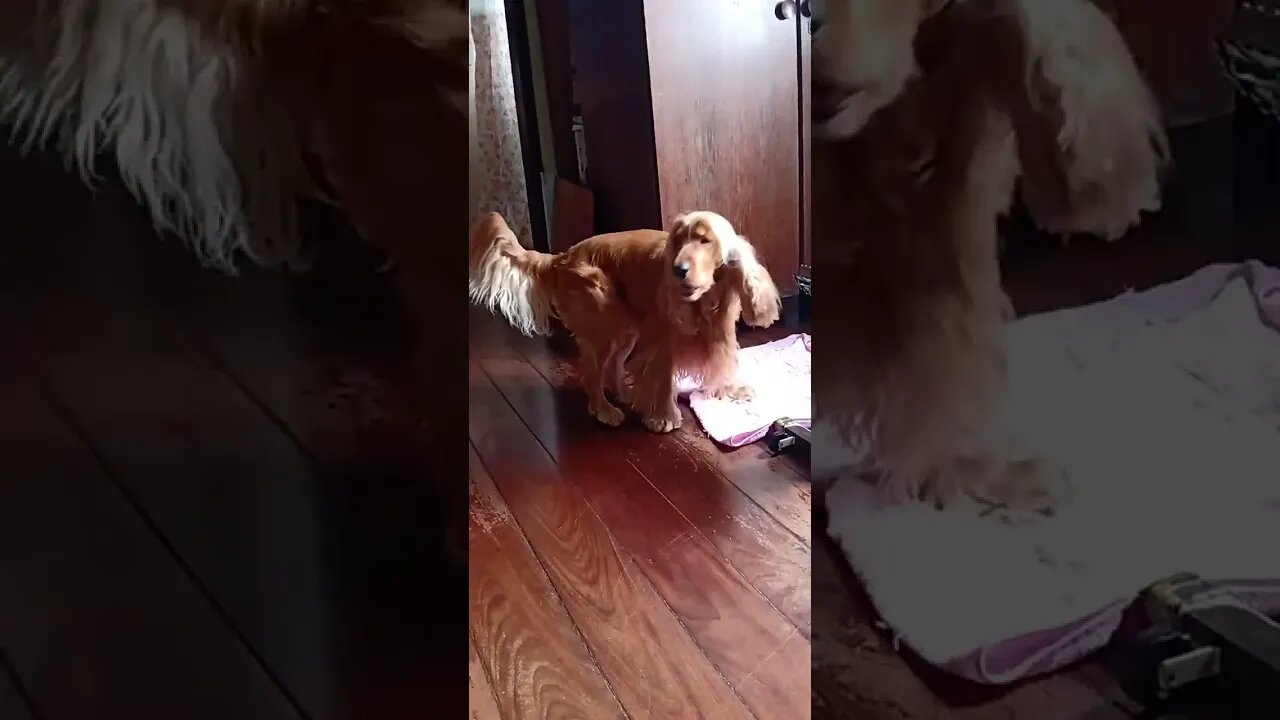 #dogshow , #animals , #dogs , #shorts
