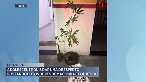 Goiabeira: Adolescente quis dar uma de Esperto Postando Fotos de Pés de Maconha e foi Detido.