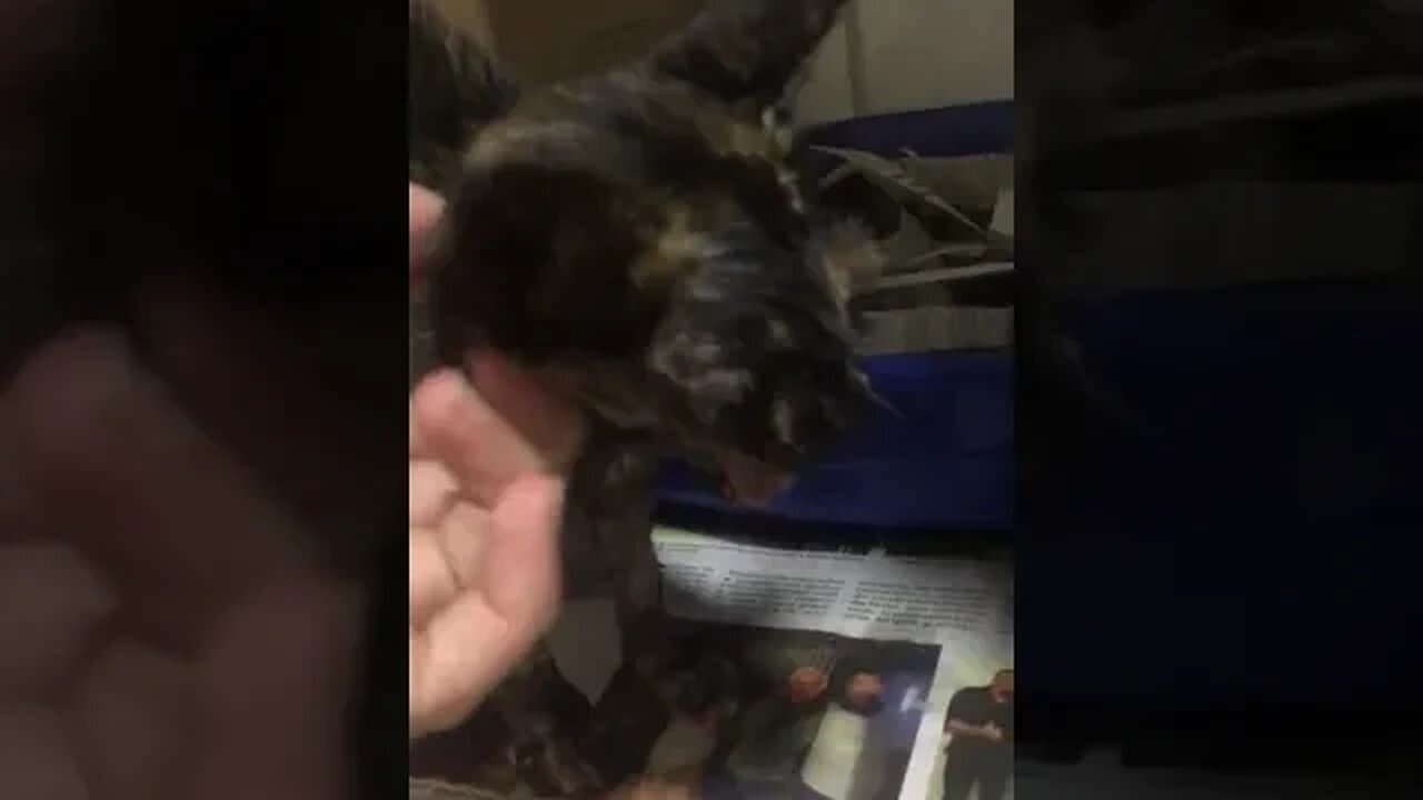 Veja como estava a gatinha que foi agredida #shorts
