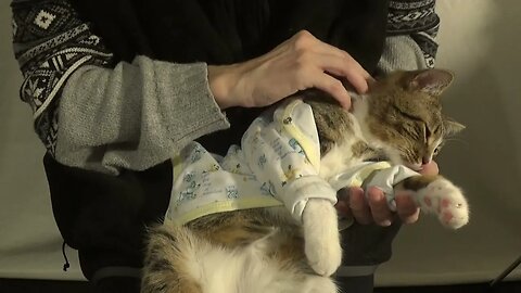 This Funny Cat Loves to Wear Pajamas