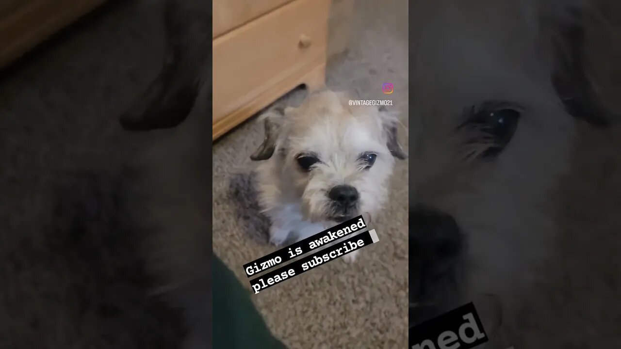 gizmo awakened