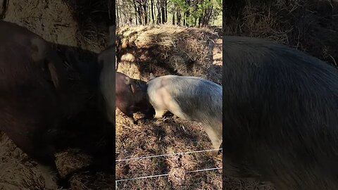 Pigs get a new Bale of Hay @UncleTimsFarm #kärnəvór