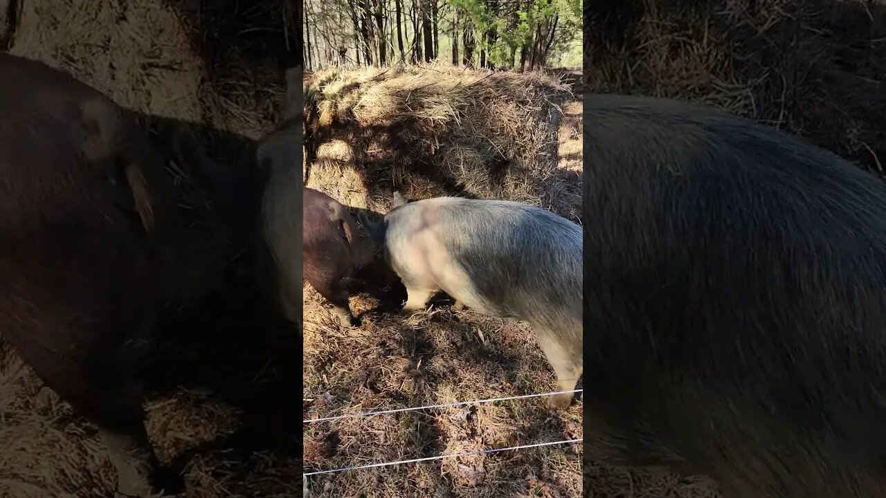 Pigs get a new Bale of Hay @UncleTimsFarm #kärnəvór