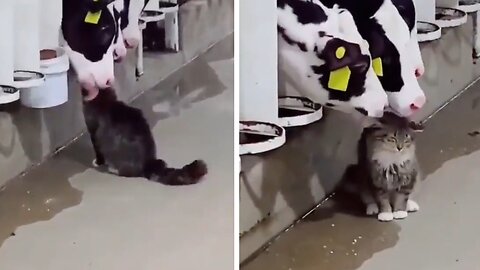 This cat likes to be cleaned by cows