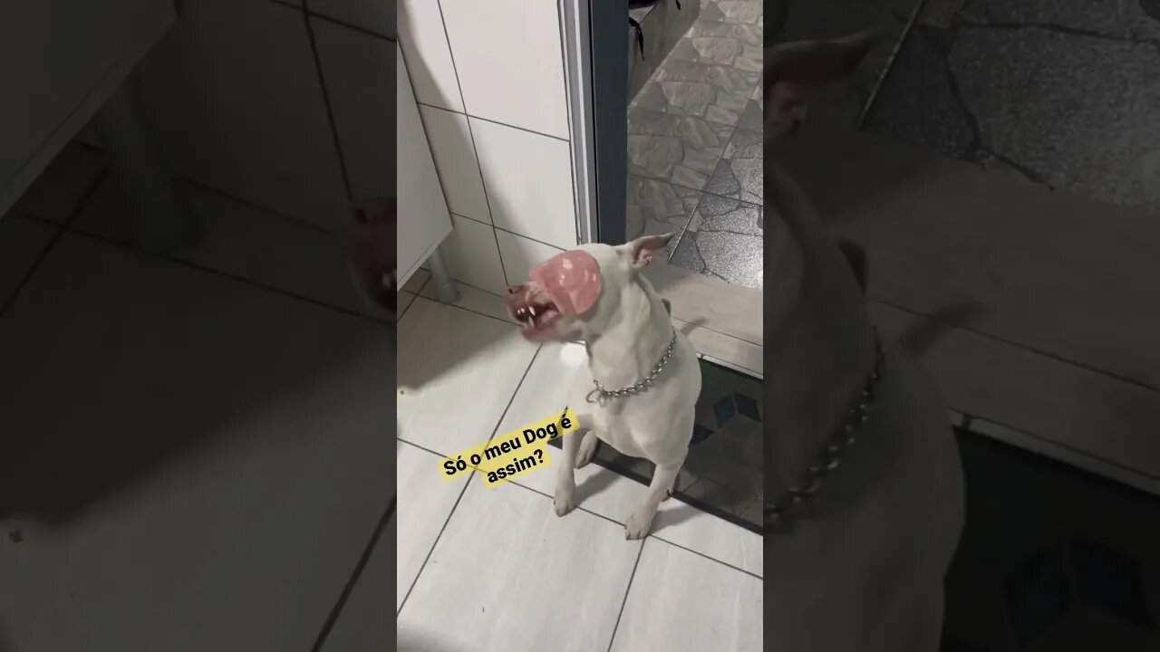 Deixa o like para o Zeus 🔥 #dog #pitbull #americanbully #animalplanet #cachorro #adestramento