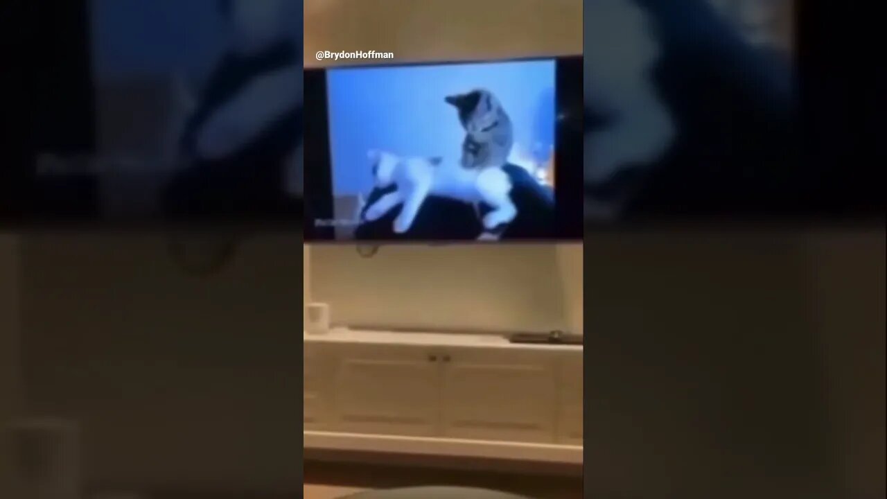 Funny Cat Meme 😂 pt.43 #shorts