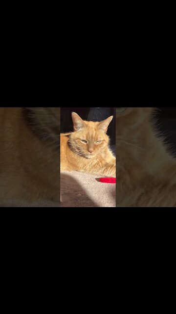 Love When Cats Sit Like This 🐱 #cats #catlovers