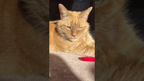 Love When Cats Sit Like This 🐱 #cats #catlovers