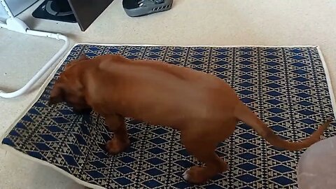 Adorable Ridgeback Puppy Has Bizarre Reaction To New Bed