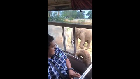 Elephant attack man 😱😱