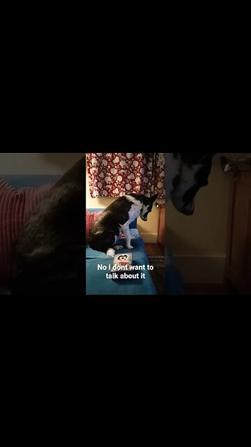 🔮 🐾 Ava Gets Comfortable with a Tarot Reading 🤣