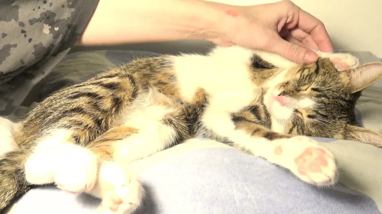 Kitten Lifts His Paw when Tickled
