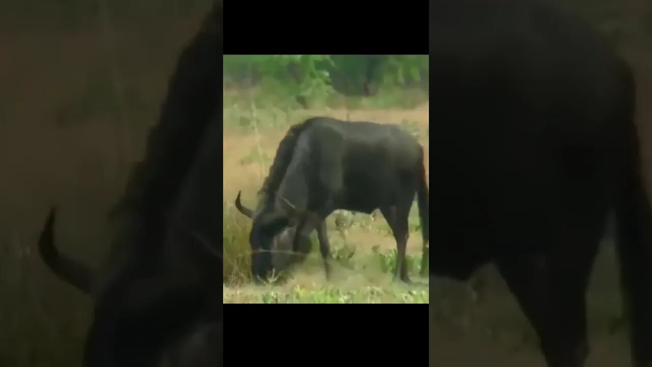 Lion Hunts Wildebeest & Fails