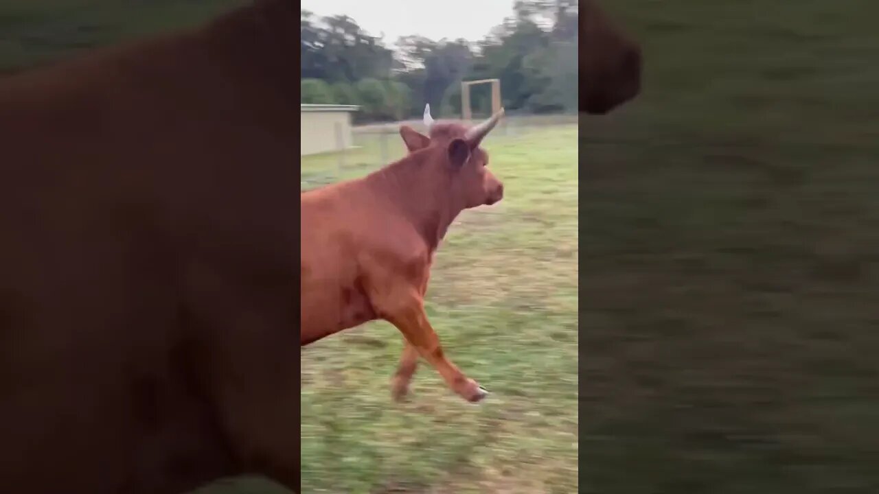 Cow Valentine Dinner! #cow #cowvideos #cattle #cattlefarm #dinner #shorts #valentinesday #valentine