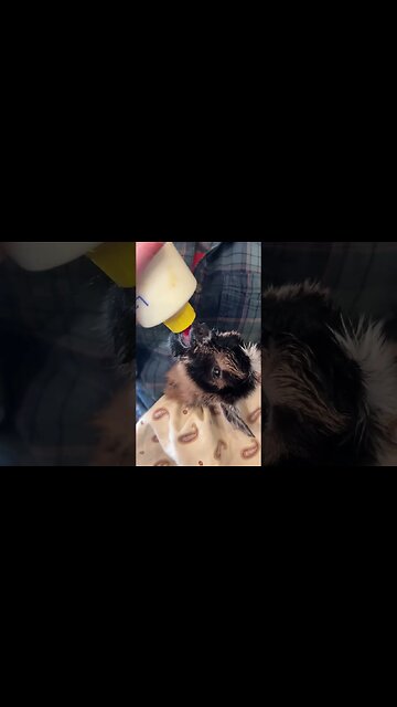 First bottle #nigeriandwarf #farmlife for baby goat.