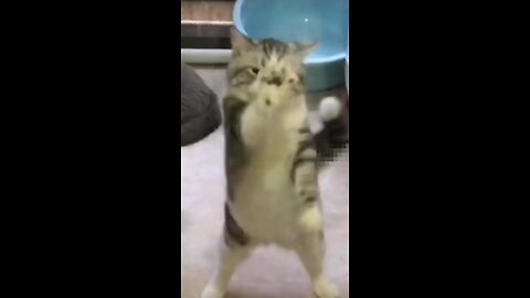 Cat videos cute kittens (720p)