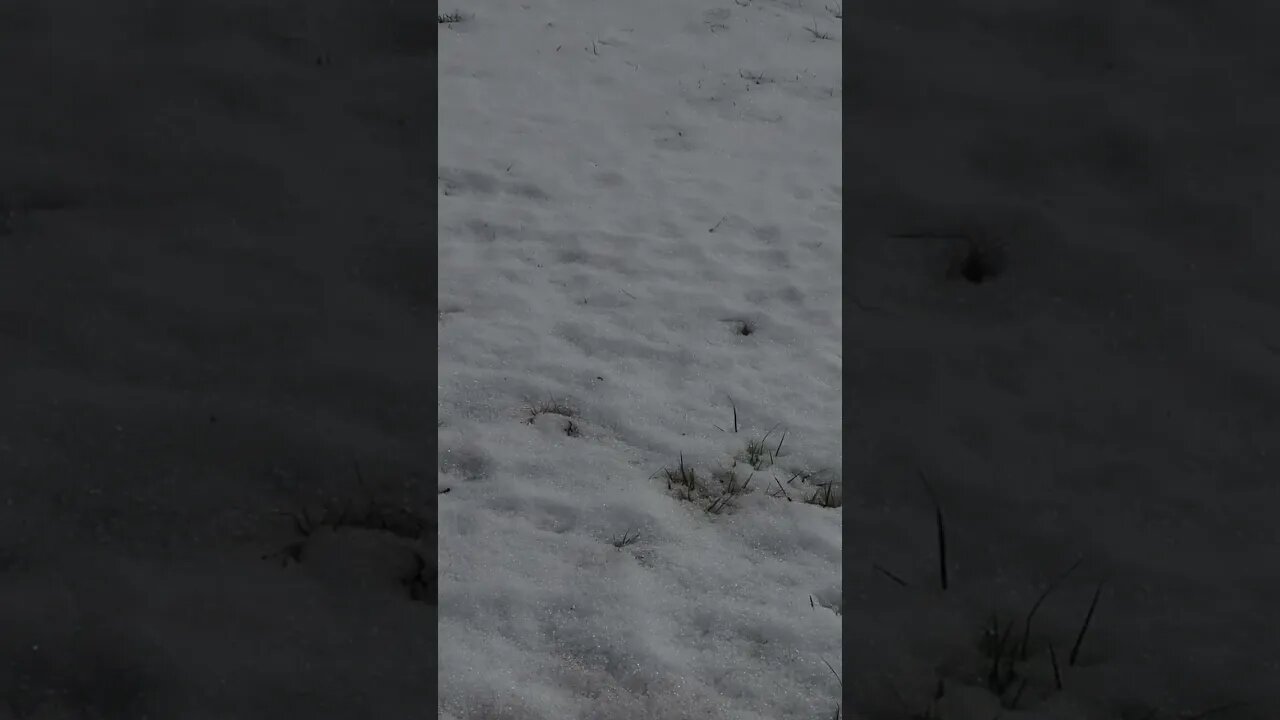 last bastion #shorts