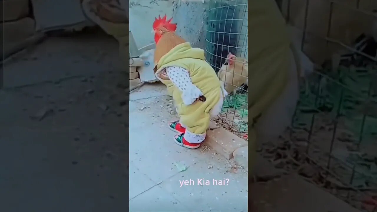 FUNNY HEN VIDEO