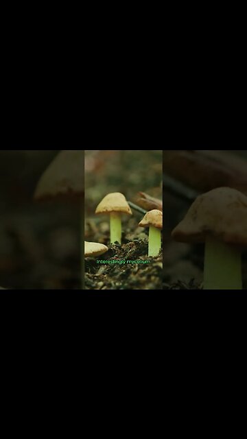 What Exactly Is Mycelium? - Minecraft Blocks In Real Life #shorts