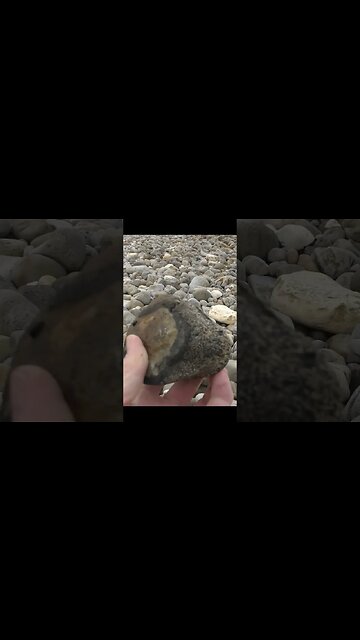 Dinosaur age vertebra hiding under some rocks #fossil #plesiosaur