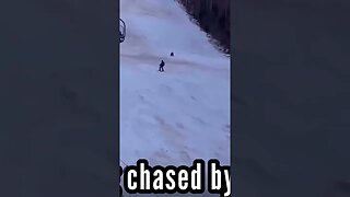 Chased by a bear #joerogan #mrbeast #nojumper