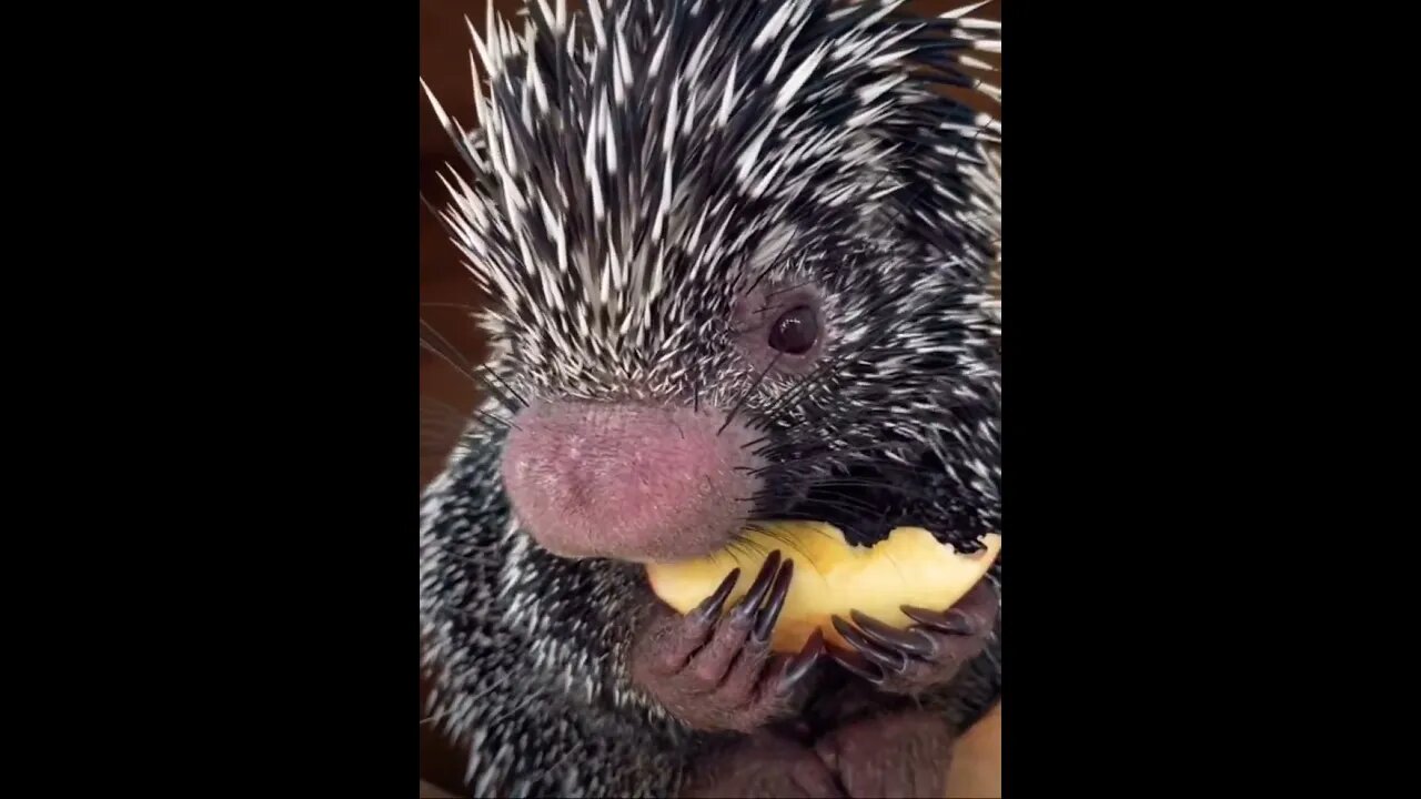 AWW (OMG soo cute MUST watch) 😍🥹 #viral #shorts #funny #trending #soocute