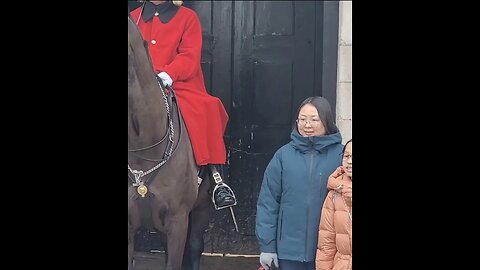 The dogs like WTF IS THAT #horseguardsparade