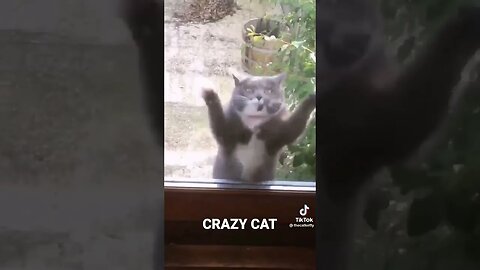 Crazy Dancing Cat (wait for it)