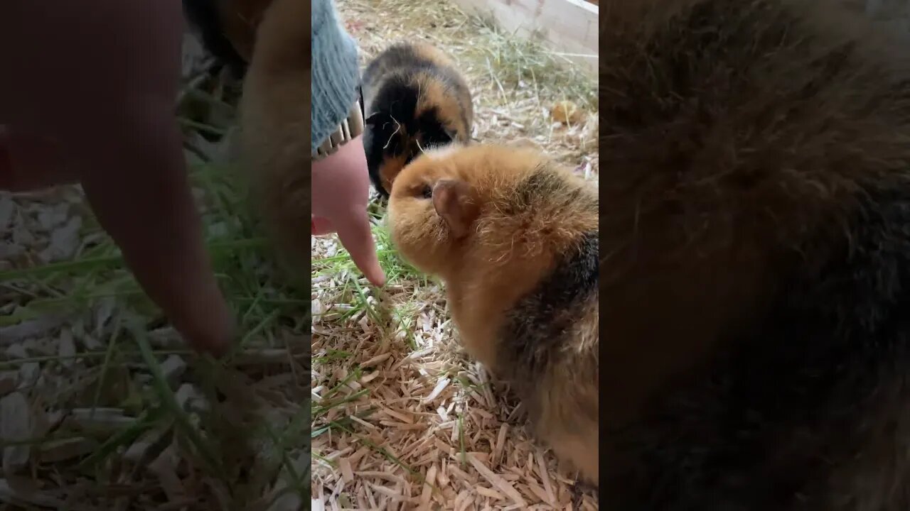 My Guinea pigs are wheatgrass junkies
