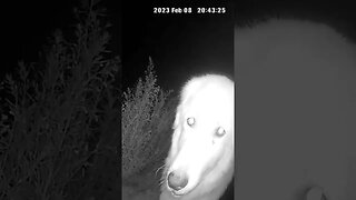 Maremma on night watch the birds are noisy