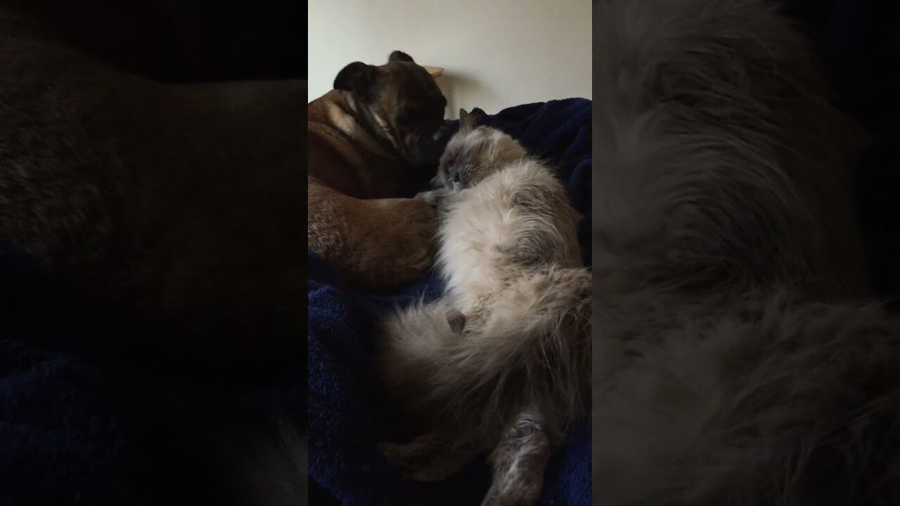 Dog and Cat Cuddles