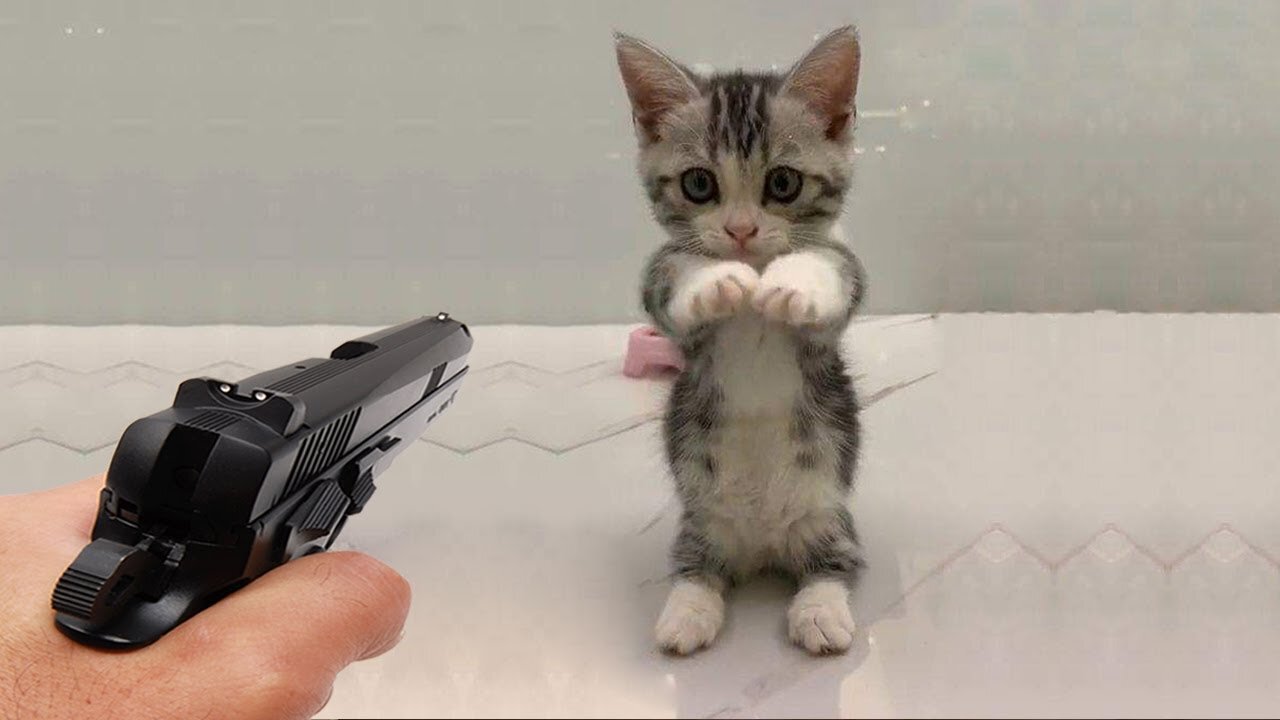 Funniest Animals π Best Funny Cats and Dogs πΊπΆ