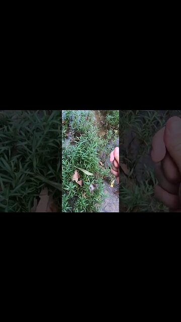 The Cast Cray Squarebilly is amazing!