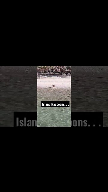 Raccoons on an island. . . #shorts #sailboat #raccoon #valhalla #sailboatliving #boatlife #funny