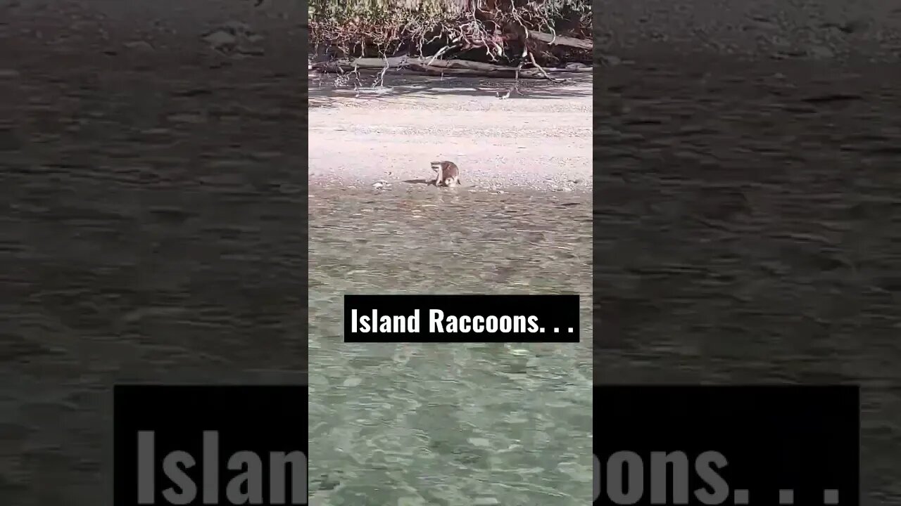 Raccoons on an island. . . #shorts #sailboat #raccoon #valhalla #sailboatliving #boatlife #funny