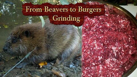 From Beavers to Burgers How to Grind Beaver Burgers