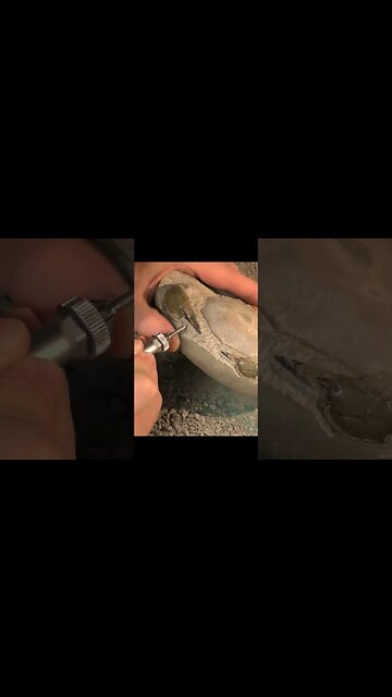 15 hours to free this fossil crab 🦀 #shorts #fossil