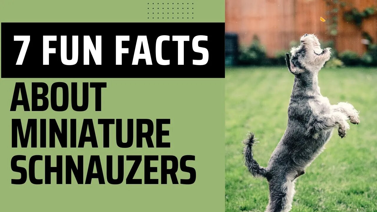 7 Fun Facts About Miniature Schnauzers.