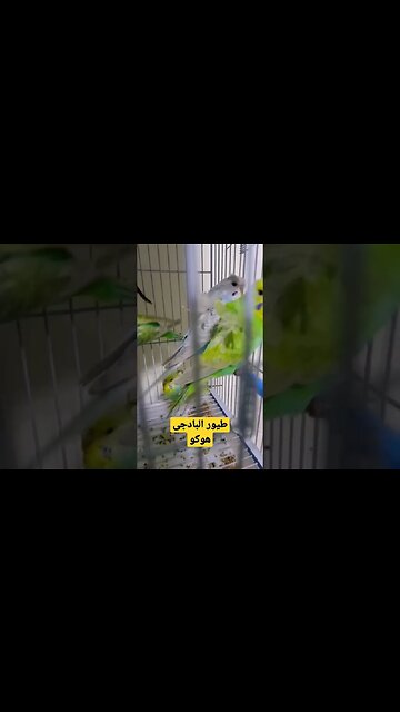 طيور البادجى روعة