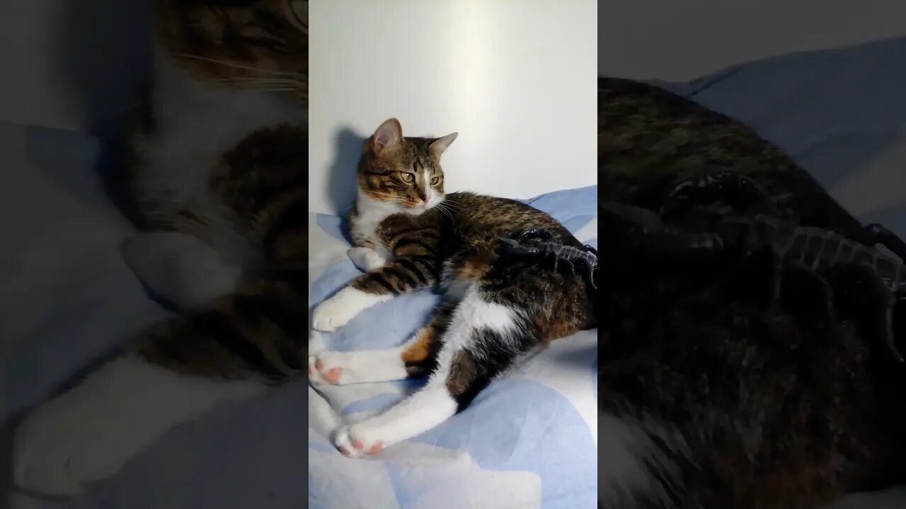 Scorpion Attacks Cat #shorts