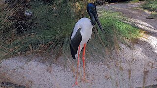 Jabiru Black Necked Stork A Stunning Bird of Perth Australia