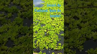 Jacaré do Pantanal, atração no passeio de Chalana. @DRONEMASSA