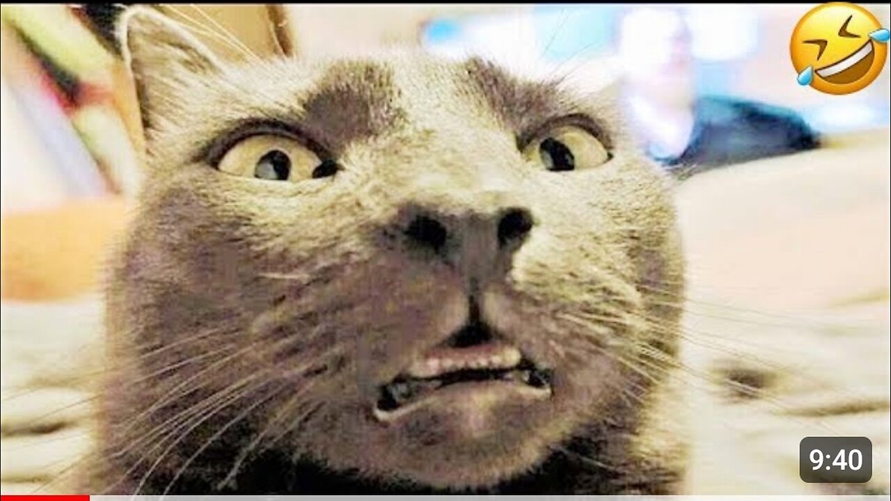 New Funny Animal videos 📹 🤣 😆 😄 😂 😅 📹 🤣