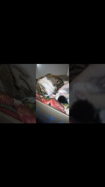 I Can Tickle the Little Cat Footie #shorts