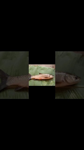 yummy Funny fish😋@BENGALCOOKING #shorts #youtubeshorts #viral #viralshorts #trending #trendingshorts