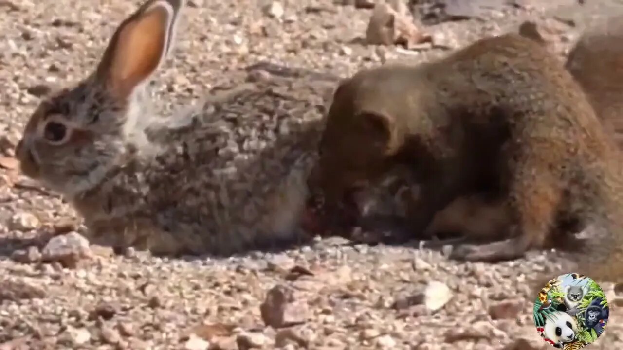 WATCH: Wild Animals attack (& Survive) a Human