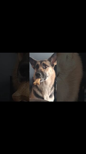 Maple Is So Funny #doggo #cute #shepsky #dog #shorts #cutedog