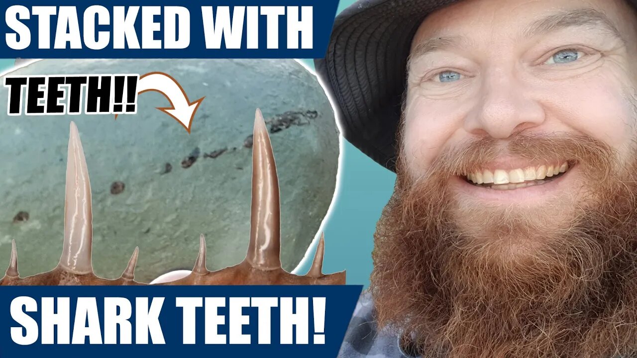 Fossil hunter finds a rock packed full of rare fossil shark teeth! The find of a lifetime!